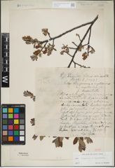 Foto von Salix lapponum L. x Salix myrtilloides L.
